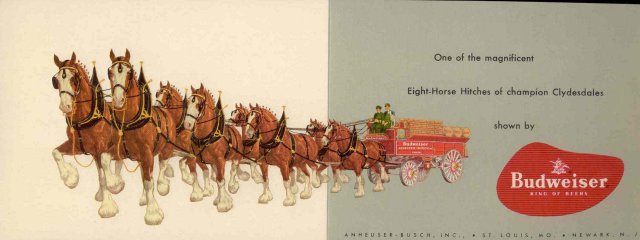 Budweiser Clydesdale Postcard