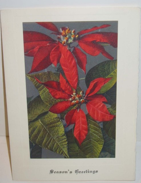 old vintage POINSIETTA FLOWER Xmas Card