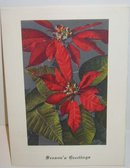 old vintage POINSIETTA FLOWER Xmas Card