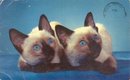SIAMESE CAT POSTCARD ~ 1974 USED