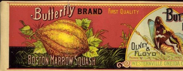 ANTIQUE 1890S OLNEY & FLOYD BUTTERFLY SQUASH CAN LABEL