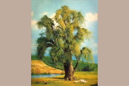 Lenticular Weeping Willow Picture