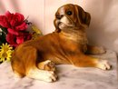 BOXER DOG RESIN STATUE