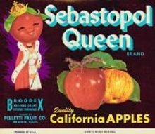 Sebastopol Queen APPLE CRATE Label