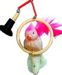 Japan Celluloid Suction Cup Parrot Toy