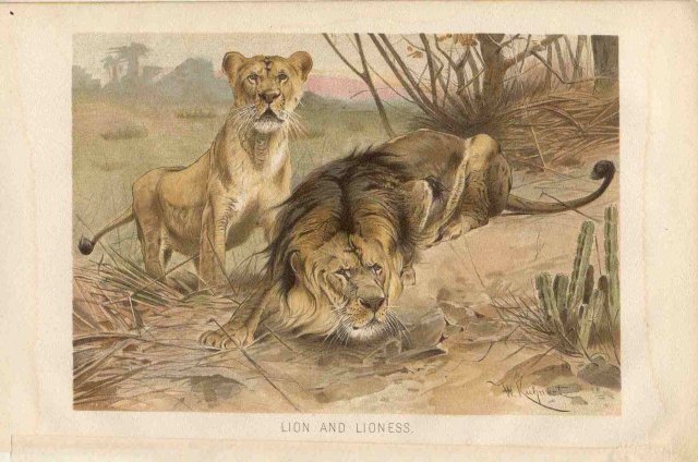 Lydekker Bookplate LION