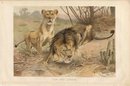 Lydekker Bookplate LION
