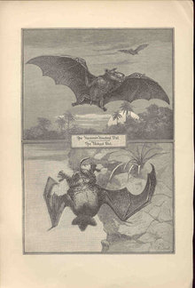 ANTIQUE LYDEKKER BATS ENGRAVING BOOKPLATE 1896