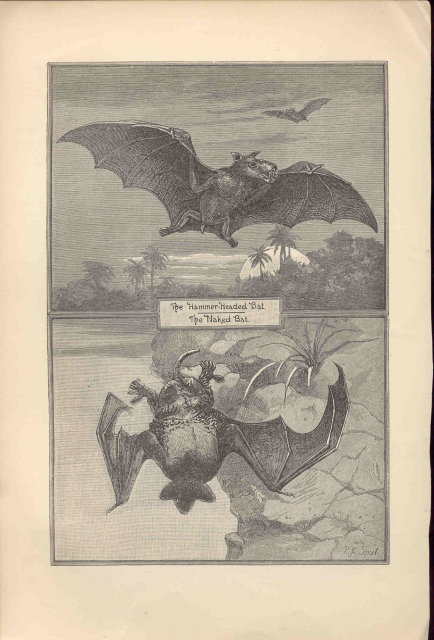 ANTIQUE LYDEKKER BATS ENGRAVING BOOKPLATE 1896