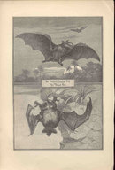 ANTIQUE LYDEKKER BATS ENGRAVING BOOKPLATE 1896