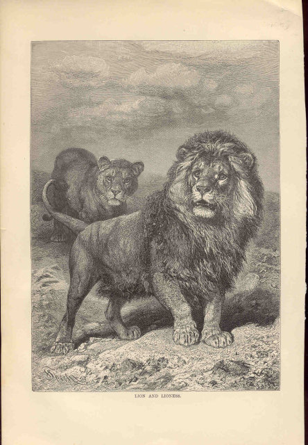ANTIQUE LYDEKKER ENGRAVING BOOKPLATE 1896 LION