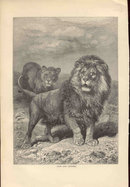ANTIQUE LYDEKKER ENGRAVING BOOKPLATE 1896 LION