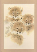 Lion Cubs Matted Art Sharon