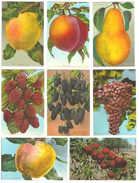Fruit Postcards 1910s