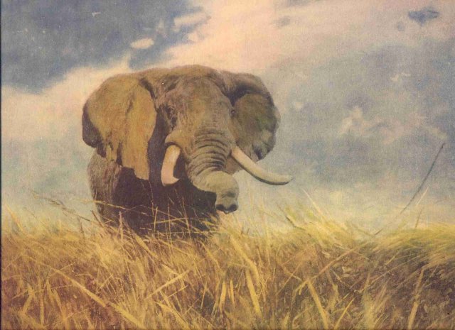 African Elephant Print