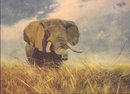African Elephant Print