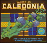 Calendonia Valencia Citrus Orange Crate Label