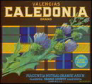 Calendonia Valencia Citrus Orange Crate Label