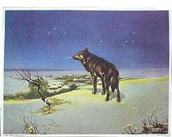 Lone Wolf Art Print