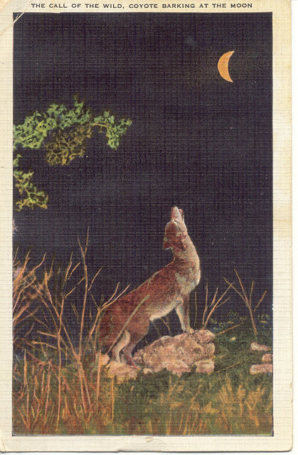 Coyote Linen Postcard