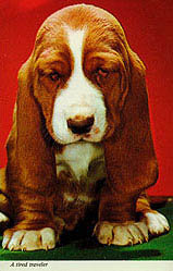 Bassett Hound Postcards