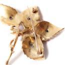 Vintage Brooch 14kt Solid Yellow Gold, Pearl Diamond 60's Vintage Leaf Pin High Fashion Jewelry