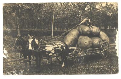 Old 1908 PC Farmer Harvesting Potatoes Horse Wagon Post Card