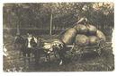 Old 1908 PC Farmer Harvesting Potatoes Horse Wagon Post Card