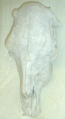Old Steer Skull Western Americana Decor