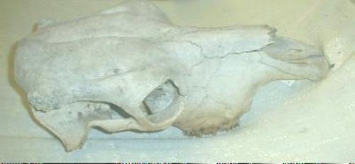 Old Steer Skull Western Americana Decor