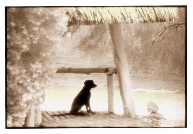 Rebecca Martinez: Beach Dog