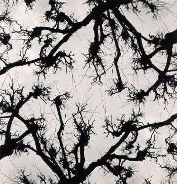 Gunter R. Reitz: Twigs