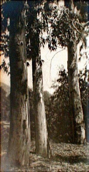 Pictorialist Landscape: California Eucalyptus