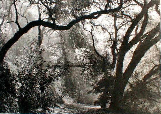 Margaretta Mitchell 'Live Oaks Intertwined'