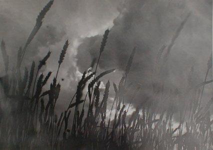 Grasses and Sky' by Holt