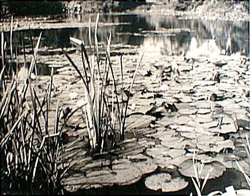 Landscape: 'Lilly Pond' by C.W. Farrow