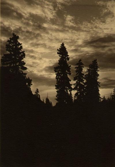 Pine Trees Silhouette