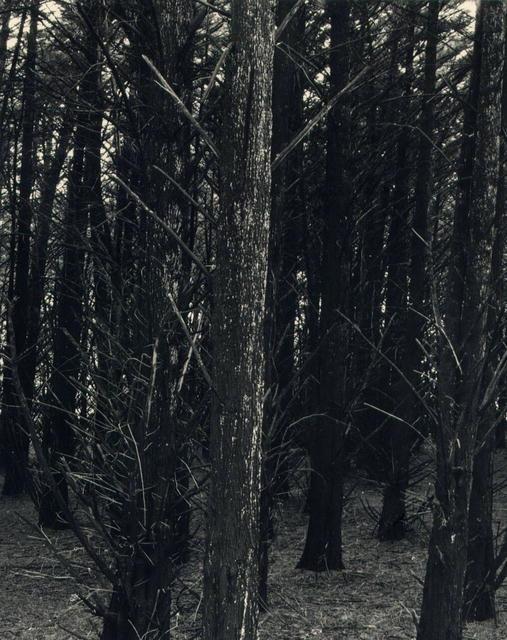 Dark Trees
