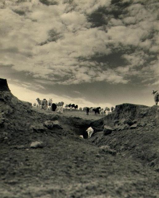 Sheep Grazing, Monument Valley, Utah