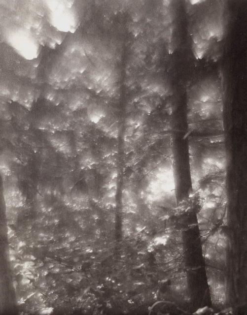 First Leaves - modern pictorial style photograph by Peter Mc Donough