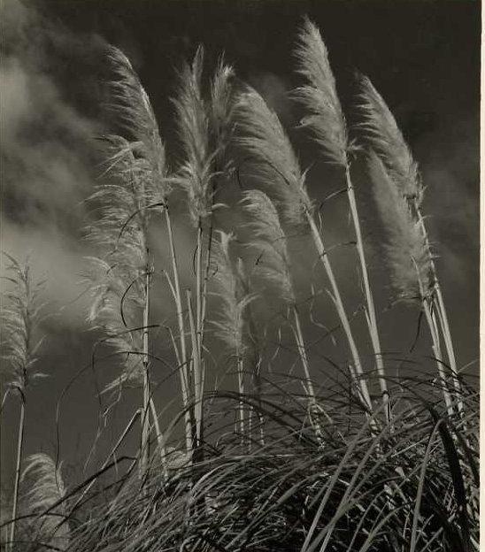 Norman Van Pelt: Pampas Grass