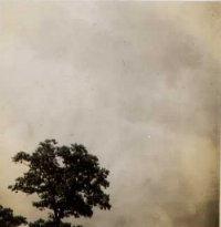 Tree and Sky