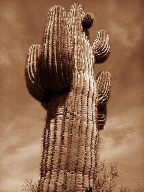 Rebecca Martinez: Succulent