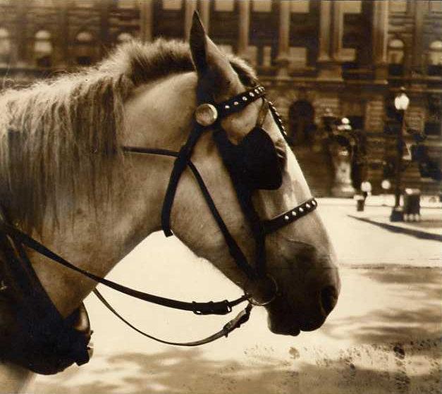 Mitchel A. Obremski: Old Dobbin in Front of County Court House