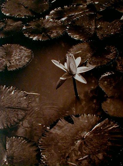 vintage Water Lilies by Charles F. Holbrook