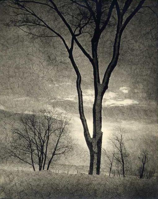 Mitchel Obremski: Tree (with printing scrim)