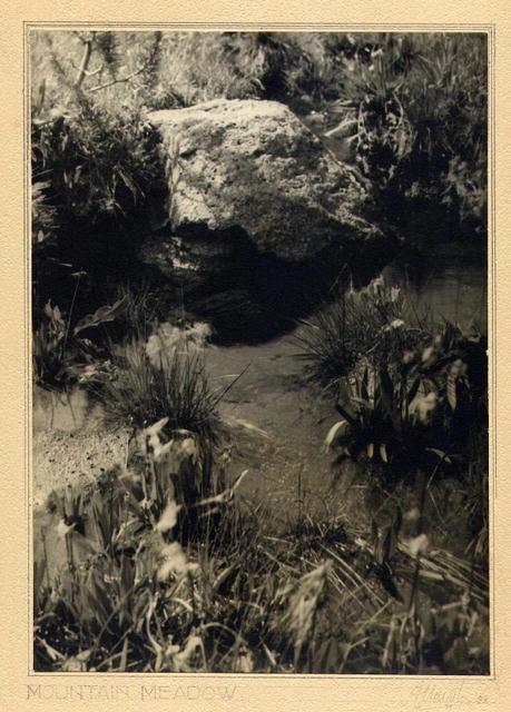 Mountain Meadow