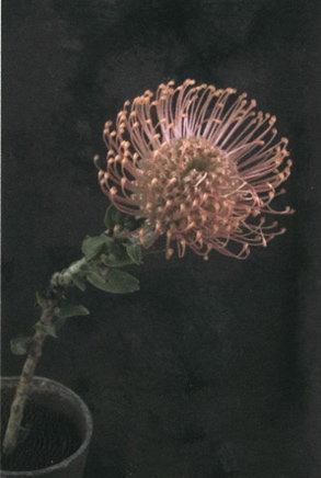 Catharina Marlowe: Protea