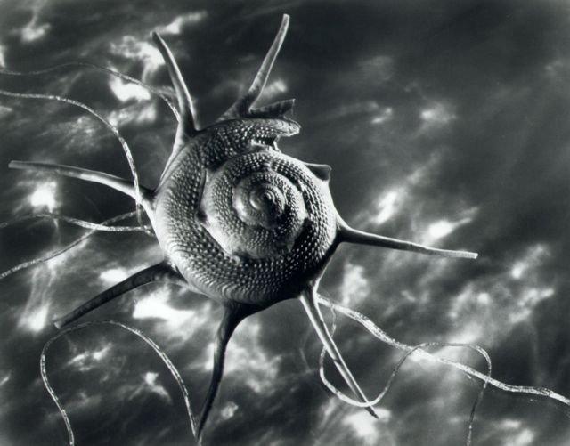 Ruth Bernhard