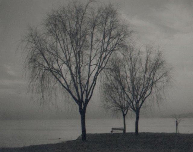Edwin Avery Field: untitled (trees by the shore)